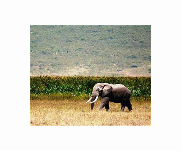 'Extraordinary' elephant that survived poaching dies in drought-hit Kenya