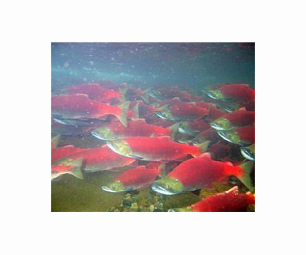 Deadly algae kill 4,200 tons of Chilean salmon