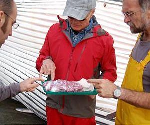 Scientists discover a new sensory organ in the chin of baleen whales