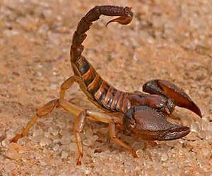 How a scorpion gets its sting
