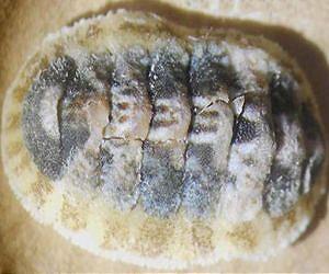 Advance in chromosomal evolution in sea cradles