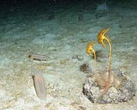 Sea cucumber protein used to fight malaria