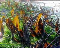 Study demonstrates seagrass' strong potential for curbing erosion