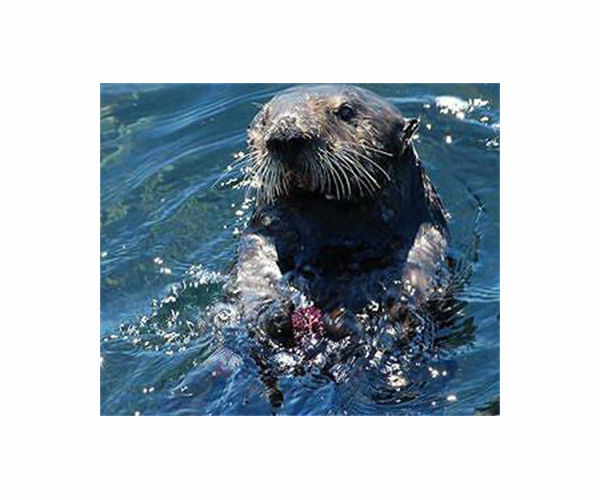 Rare otter 'disappeared' in Kyrgyzstan, experts warn