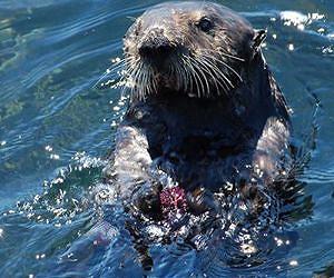 How otters save the sea grasses