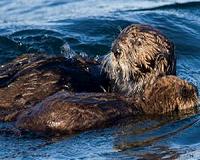 Otter fossil suggests ancient mammals migrated across Mexico, from Florida to California
