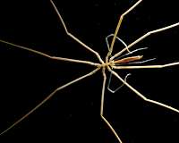 More 'losers' than 'winners' predicted for Southern Ocean seafloor animals