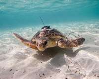 Animals could help humans monitor oceans