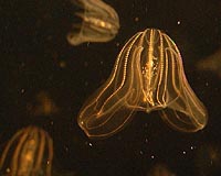 Stowaway species threaten biodiversity