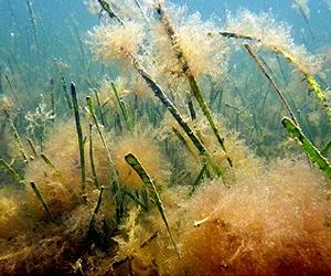 New study provides global analysis of seagrass extinction risk