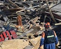 Dogs probably can't predict earthquakes, scientists say