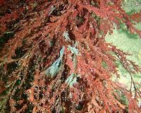 France vows to tackle noxious seaweed 'disaster' in Caribbean