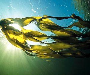 North Atlantic seaweed is safe to eat