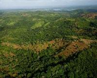Benefits of re-growing secondary forests explored through international collaboration