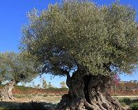 Early detection of 'olive tree leprosy' with drones
