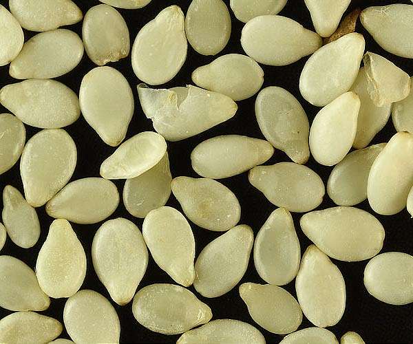 In Costa Rica, saving seeds to feed future generations