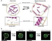 Shape-shifting molecular robots respond to DNA signals