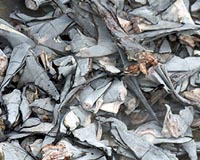 Taiwan boat caught with huge illegal shark fin haul