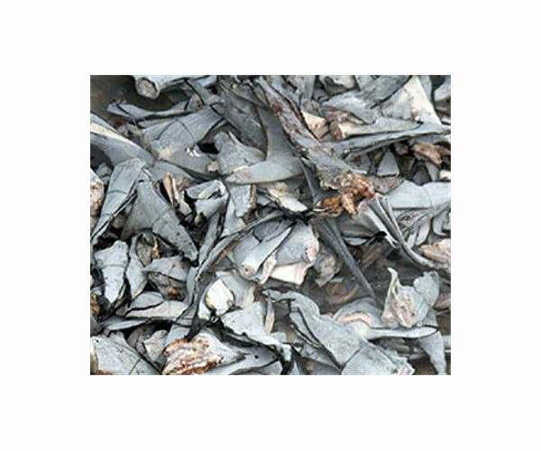 Wildlife summit could upend Hong Kong's shark fin trade