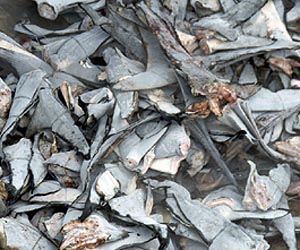 Singapore supermarket chain to stop selling shark fin