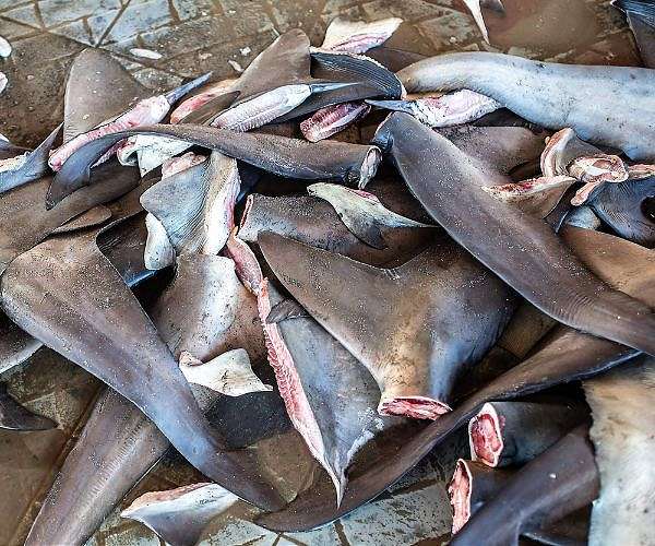 A global study reveals pathways to save threatened sharks