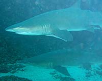 World Shark Attacks Rise Slightly But Continue Long-Term Dip