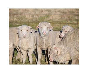 Test May Help Address Costly Parasite In Sheep Industry
