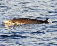 Why do beaked whales return to Navy sonar range despite disturbances