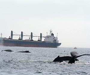 Whales, Tuna And The Clash Of Civilizations