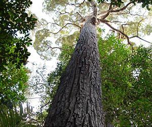 Large, older trees keep growing at a faster rate