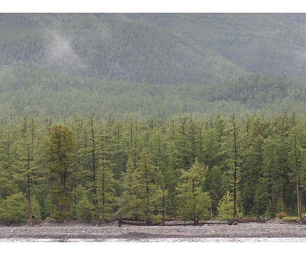 Russia's forests store more carbon than previously thought