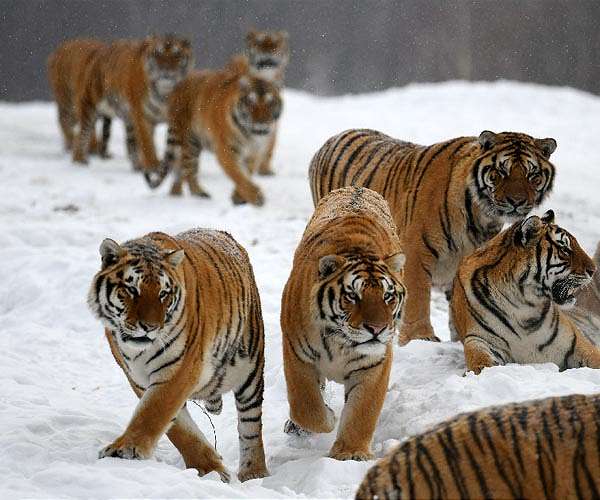 Russian baby tiger fights for life after frostbite, surgery