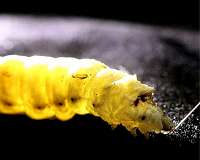 Building better silk