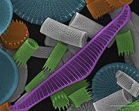 New magnetic microbots can capture and carry single cells