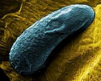 Evolution Influenced By Temporary Microbes
