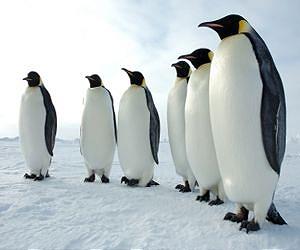 Penguin head-cam captures bird's eye view of hunt