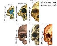 'Ghost' of mysterious hominin found in West African genomes