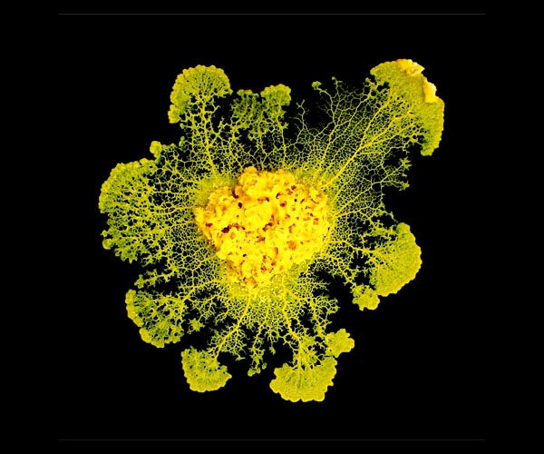 The evolution of mucus: How did we get all this slime?