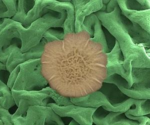 The Mighty Mesh Of Biofilms