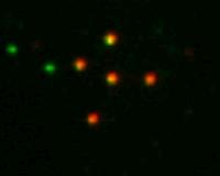 A single molecule in the building blocks of life