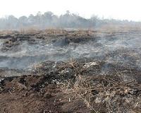 Draining peatlands gives global rise to laughing-gas emissions