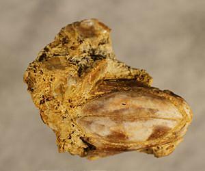 100 million-year-old coelacanth discovered in Texas is new fish species from Cretaceous