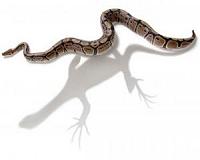 Study puts new perspective on snake evolution