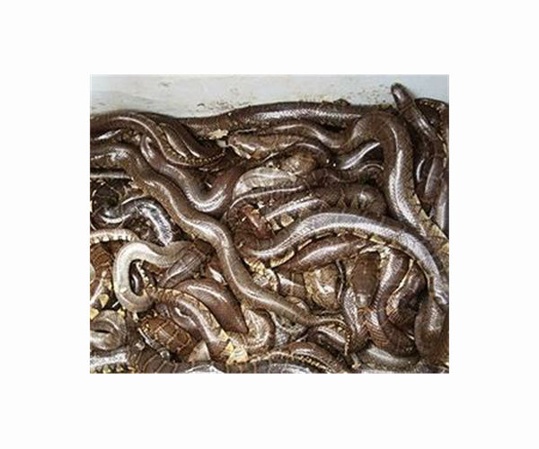 Hunting pythons in Florida, for profit and therapy
