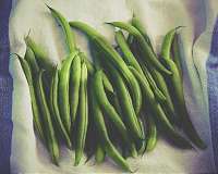 Snap beans hard to grow in cover crop residue