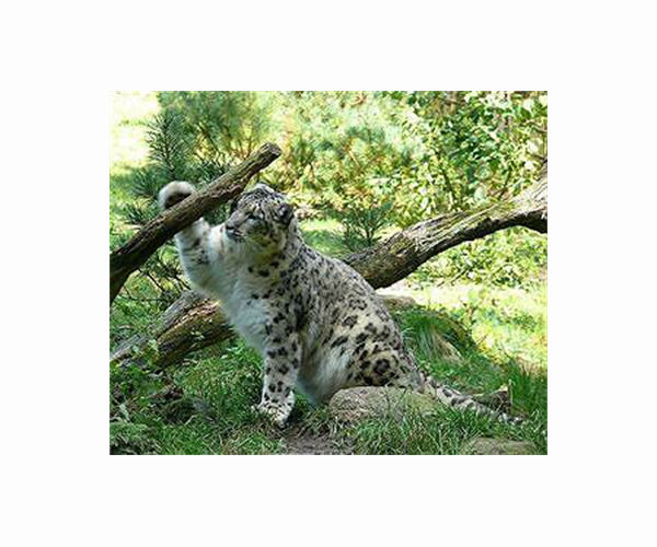 India's elusive snow leopards snapped in key survey