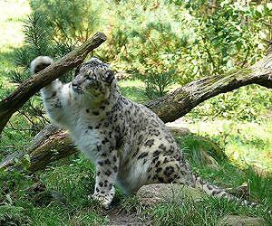 'Yak insurance' plan saving Nepal's snow leopard
