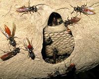 Do insect societies share brain power