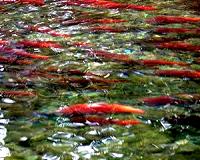 Sale of genetically modified salmon in Canada alarms environmentalists