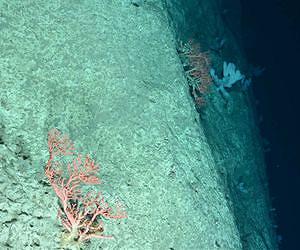 Coral Hotspots Found in Deepwater Canyons off Northeast US Coast